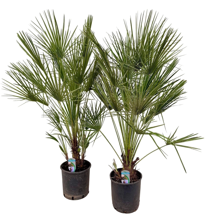Chamaerops humilis