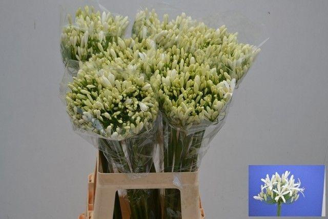<h4>Agapanthus Eyfori White 70cm</h4>