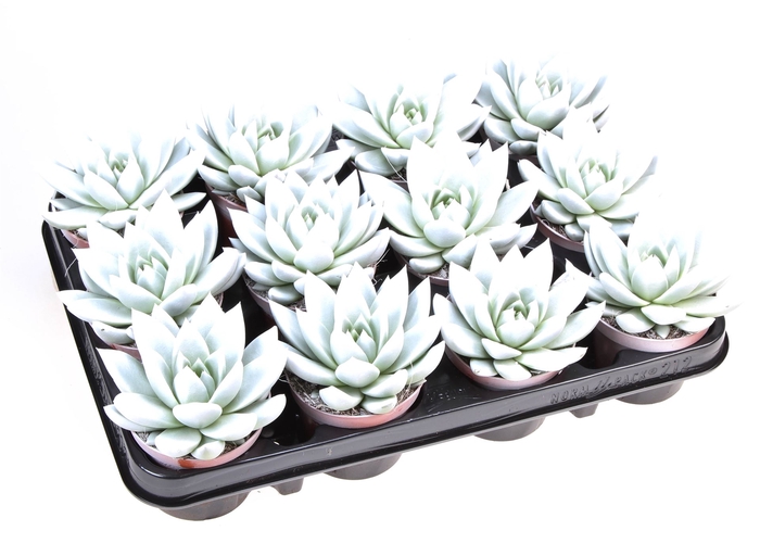 <h4>Echeveria  'Miranda'</h4>