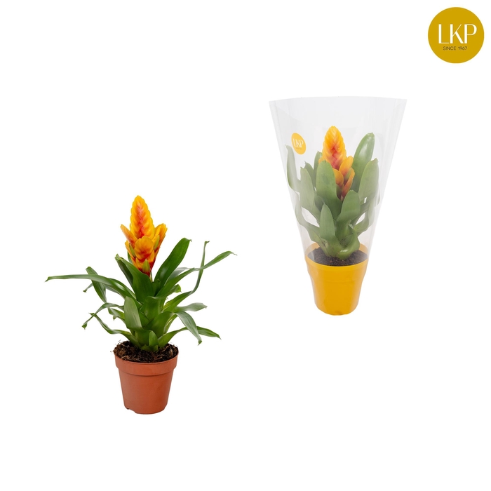 <h4>Vriesea Delphinus Geel/Rood (Met Hoes)</h4>