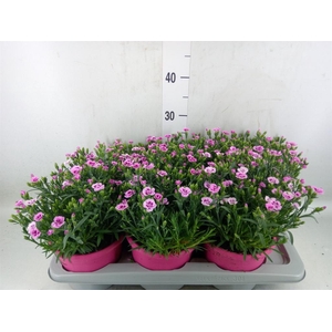 Dianthus  'Pink Kisses'