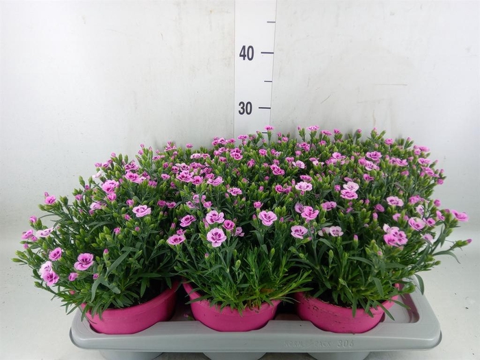 <h4>Dianthus  'Pink Kisses'</h4>