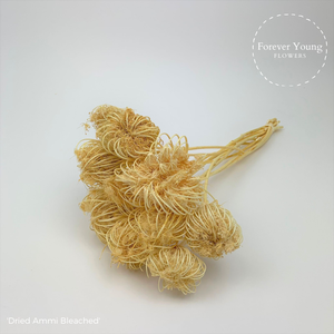 Dried Bleached Ammi Majus