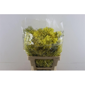 Mimosa Chiar Di Luna