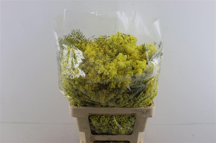 <h4>Mimosa Chiar Di Luna</h4>