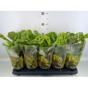 Maranta leuc. 'Fiesta'