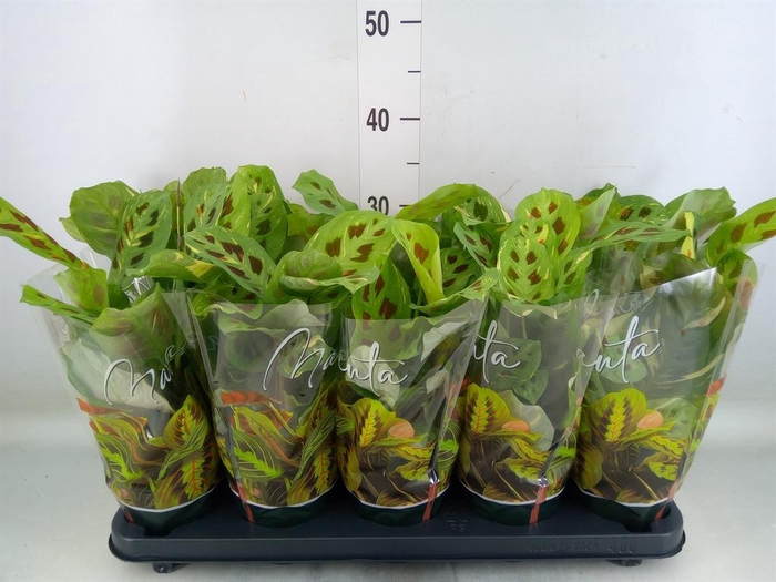 <h4>Maranta leuc. 'Fiesta'</h4>