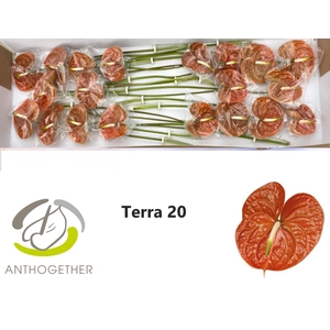 ANTH A TERRA