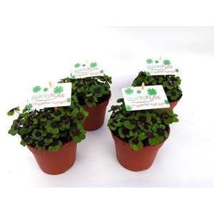 Oxalis deppei Duits
