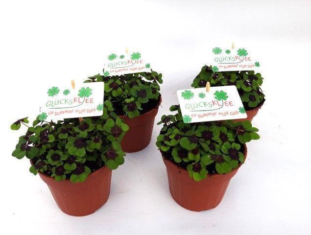 <h4>Oxalis deppei Duits</h4>