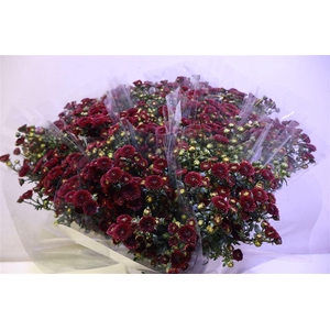 Chr S Calimero Red X5