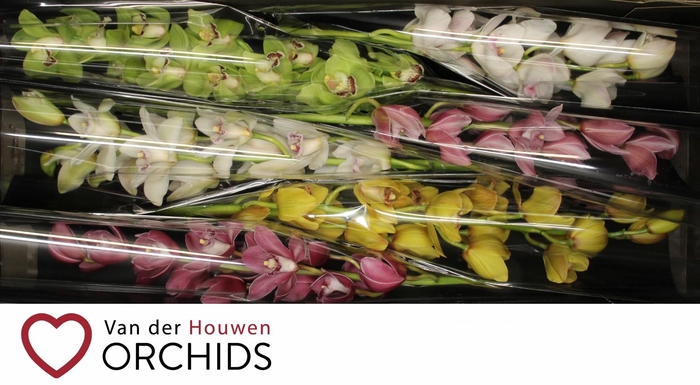 <h4>80 cm gemengd</h4>