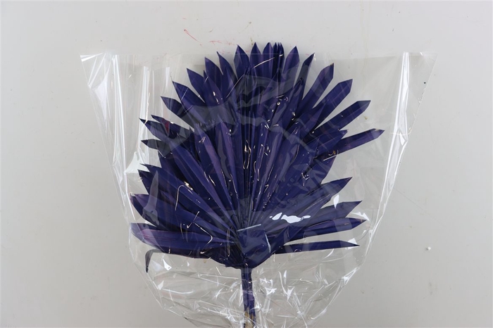 <h4>Dried Palm Sun 6pc Dark Blue Bunch</h4>