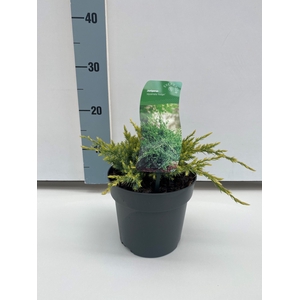 Juniperus sq. 'Holger' C2