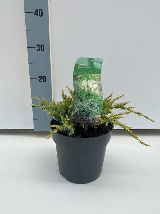 <h4>Juniperus sq. 'Holger' C2</h4>