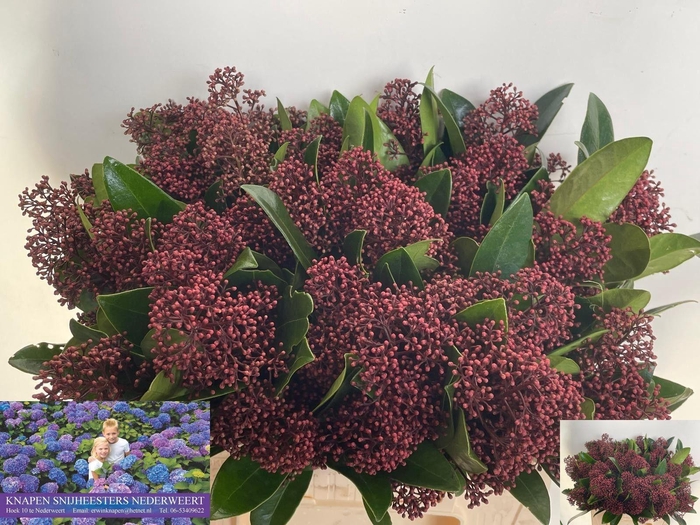 <h4>SKIM J RUBELLA BS</h4>