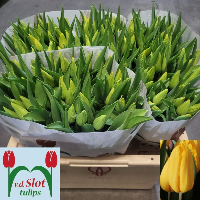 <h4>TU EN STRONG GOLD</h4>