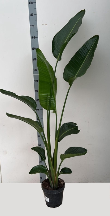 <h4>STRELITZIA NICOLAI</h4>