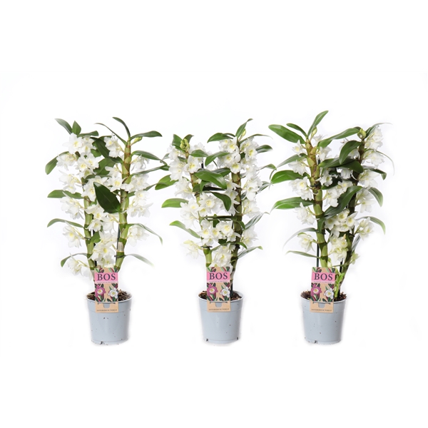<h4>Dendrobium Nobilé, Apollon 2-tak</h4>