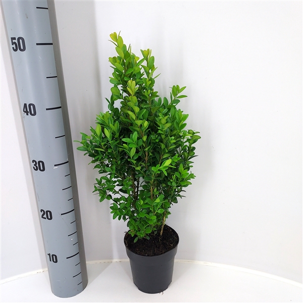 <h4>Buxus sempervirens P12 - Struik 30cm Potgedrukt</h4>