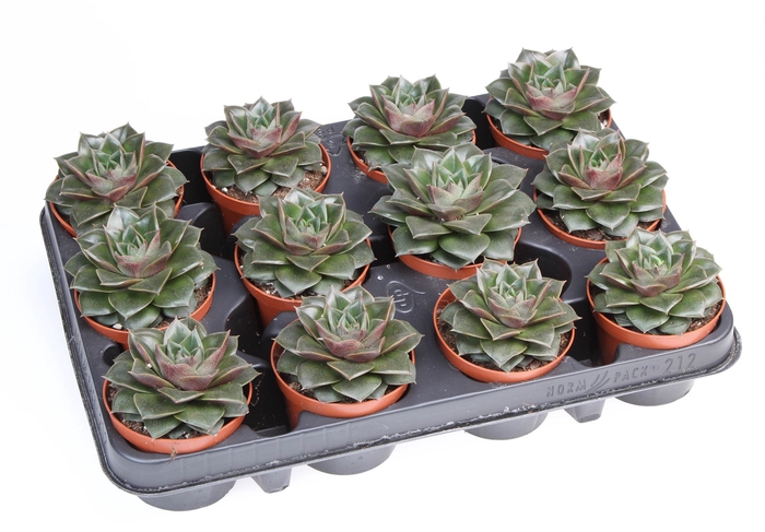 <h4>Echeveria purpusorum</h4>