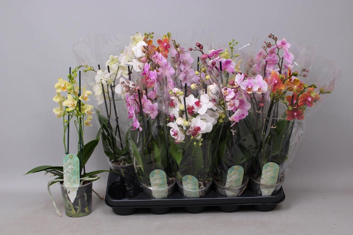 arr8 Phal Mf Gem 5 Kl