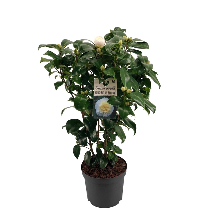 <h4>Camellia japonica 'Brushfield Yell'</h4>