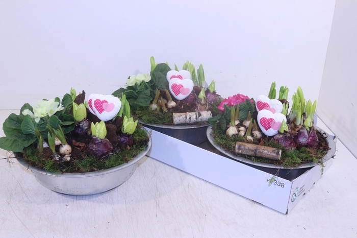 <h4>ARR TUINPLANTEN</h4>