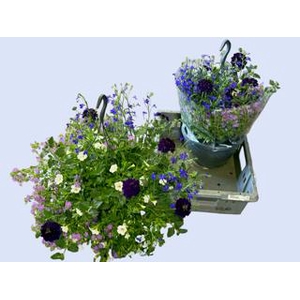 HANGING BASKETS