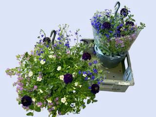<h4>HANGING BASKETS</h4>