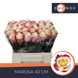 R GR MAROSA