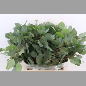 Euca Populus Short 150gr P Bunch S A