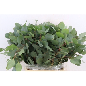 Euca Populus Short 150gr P Bunch S A
