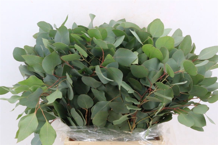 <h4>Euca Populus Short 150gr P Bunch S A</h4>