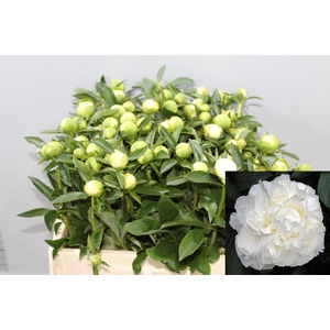PAEO L DUCHES D NEMO