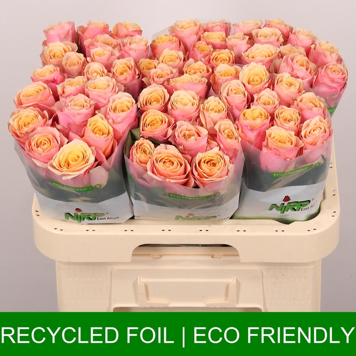 <h4>R GR GRAN DONNA</h4>