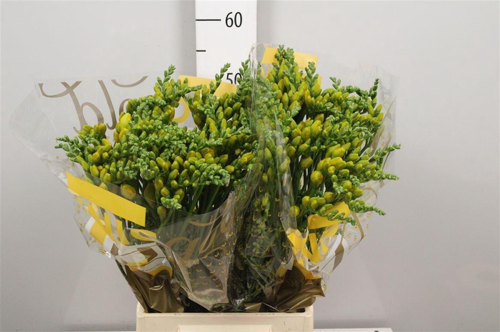 <h4>Fr Du Soleil</h4>