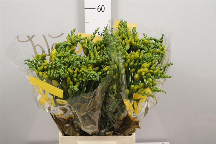 <h4>Fr Du Soleil</h4>