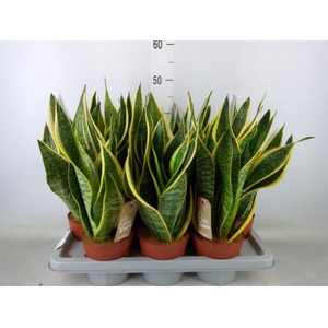 Sansevieria trifa. 'Futura Superba'