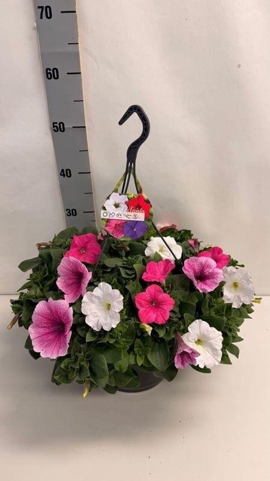 <h4>PET GEM IN POT</h4>