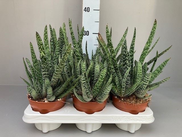 Gasteria