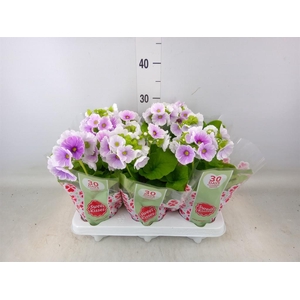 Primula obcon. 'Touch Me Blue Whit'