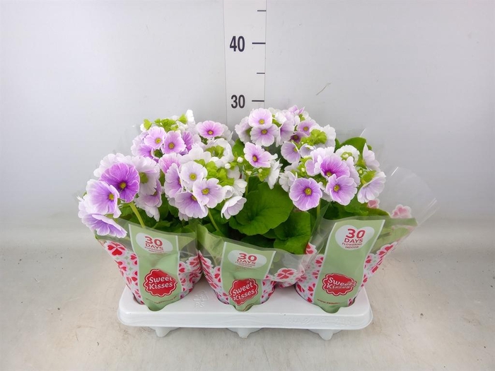 <h4>Primula obcon. 'Touch Me Blue Whit'</h4>
