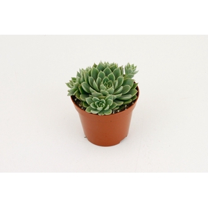 Echeveria Scorpio
