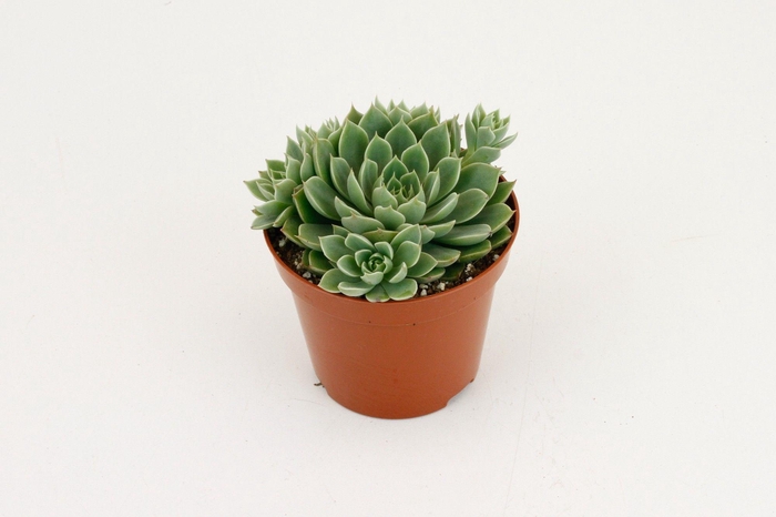 <h4>Echeveria Scorpio</h4>
