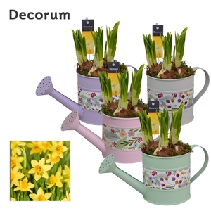 Narcis Watering can Flowers GM HL14027