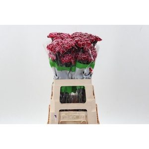 Di St Tinted BordeauxRed