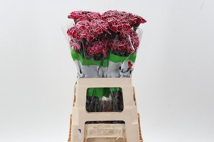 <h4>Di St Tinted Bordeaux</h4>