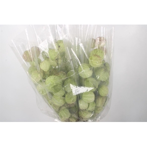 ASCL. MOBY DICK PER BUNCH