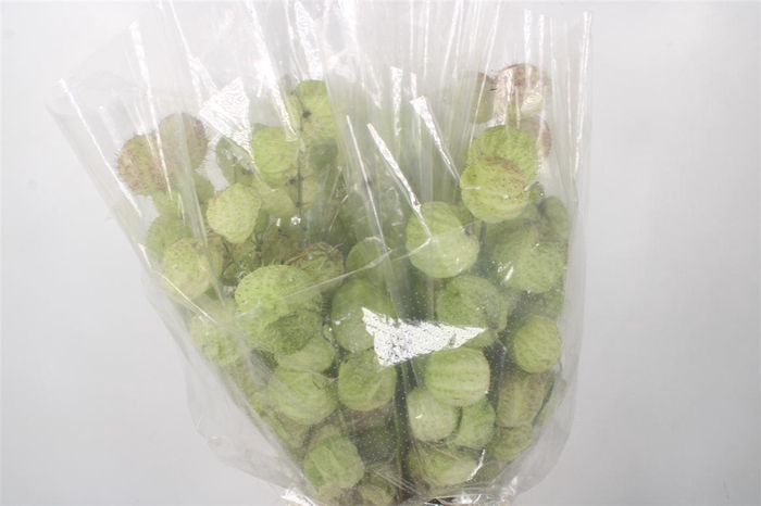 <h4>ASCL. MOBY DICK PER BUNCH</h4>